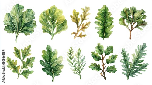Watercolor illustration of various oak leaves and branches photo