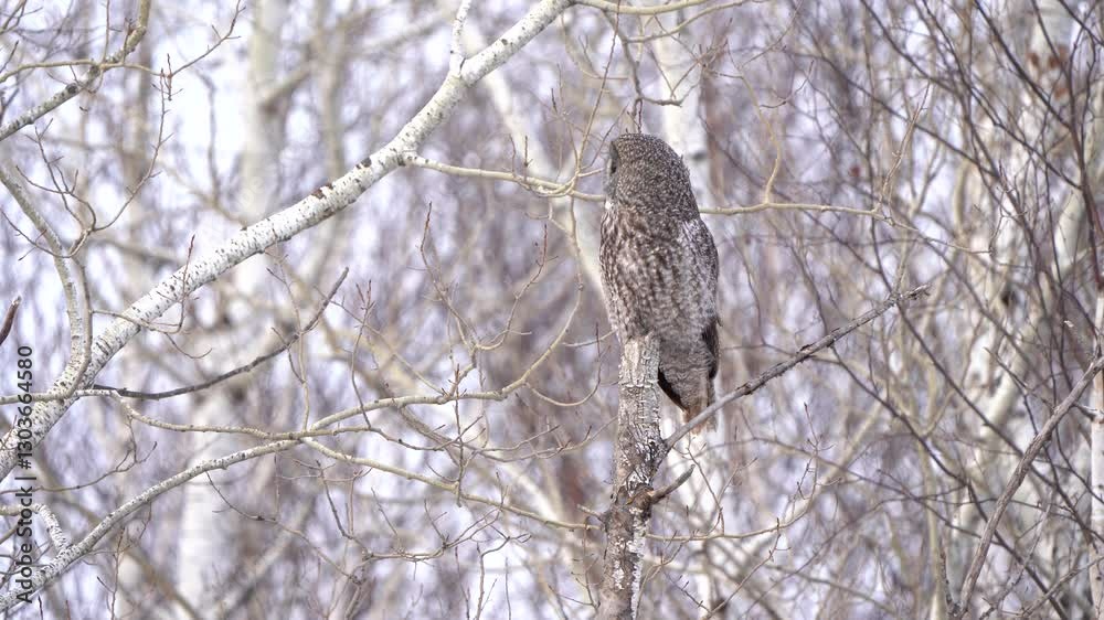 A great gray owl, perched in warm evening light, looks around before beginning its evening hunt. A great gray owl, perched in warm evening light, looks around before beginning its evening hunt.