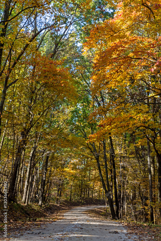 Fototapeta premium Road through woods with brightly colored autumn leaves on the trees