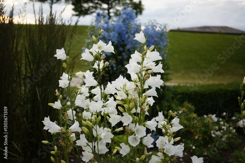 close-up image of white bellflowers (campanula carpatica) in a park