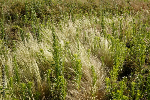 Foto minimalistic image of feather grass and canadian fleabane plants on a windy, sun