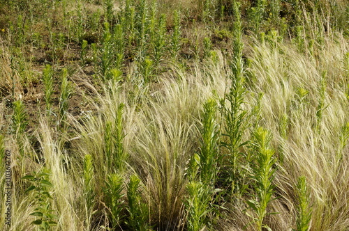 Εκτύπωση καμβά minimalistic image of feather grass and canadian fleabane plants on a windy, sun