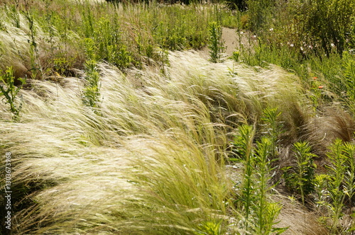 фотографія minimalistic image of feather grass and canadian fleabane plants on a windy, sun