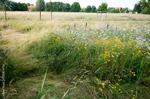 Fototapeta Naklejka Na Ścianę i Meble -  natural image of wild meadow in a park