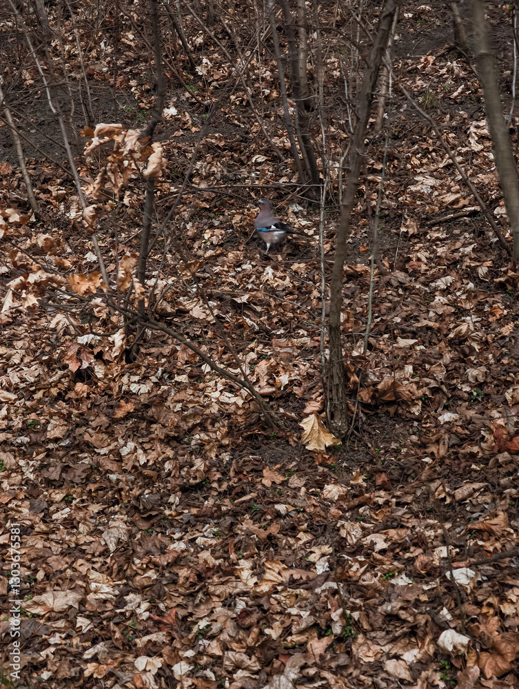 Eurasian jay foraging in fallen leaves in prague forest in palmovka Liben district Thomayer Gardens Eurasian jay foraging in fallen leaves in prague forest in palmovka Liben district Thomayer Gardens