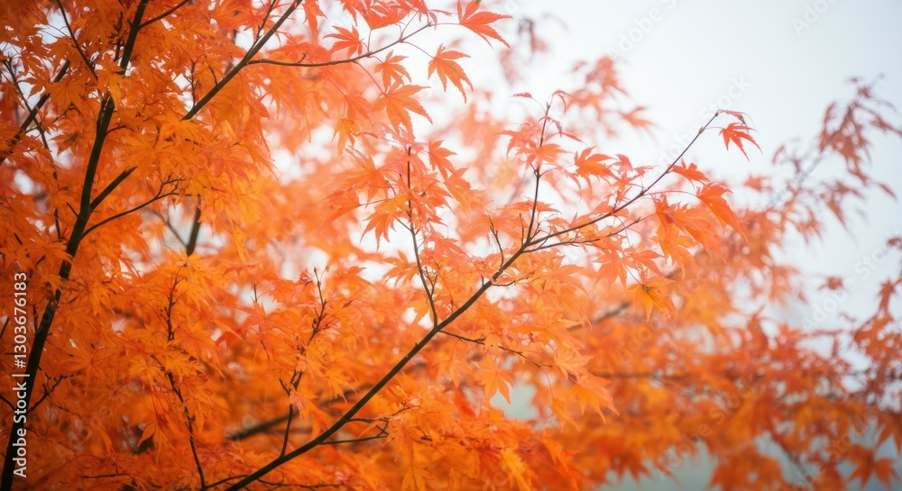 Vibrant autumn maple leaves with bright orange foliage against a soft sky Vibrant autumn maple leaves with bright orange foliage against a soft sky