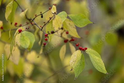 Red amur honeysuckle berries on bush photo