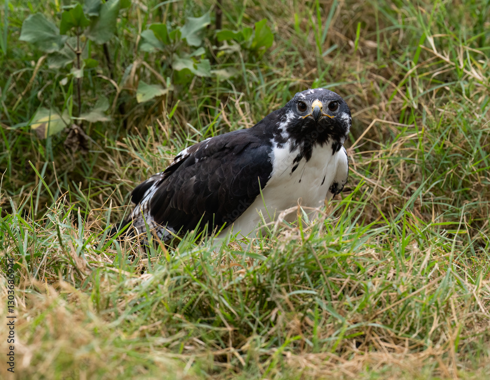 Fototapeta premium African Hawk-Eagle sitting low in the grass looking for prey
