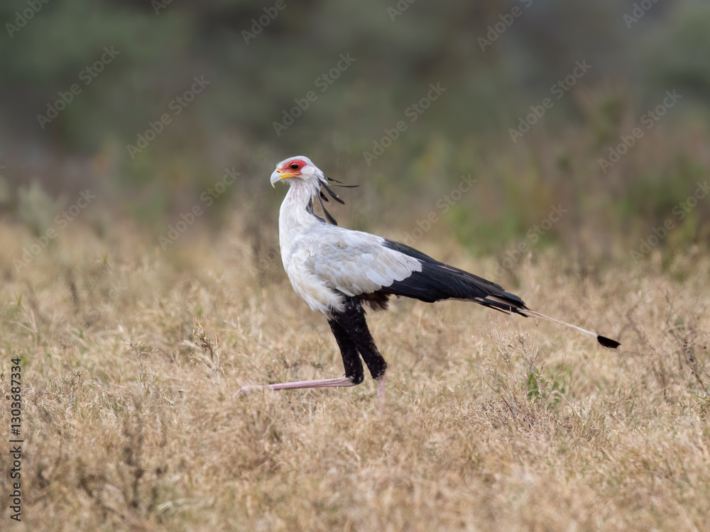 Fototapeta premium Secretarybird walking through the grasslands, displaying its distinctive long legs and striking plumage