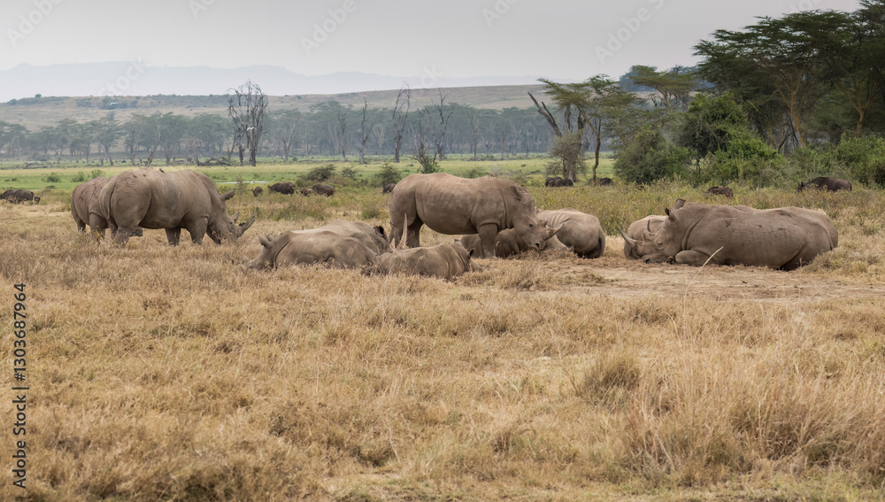Obraz premium Group of rhinos resting on the dry ground, surrounded by distant buffalo