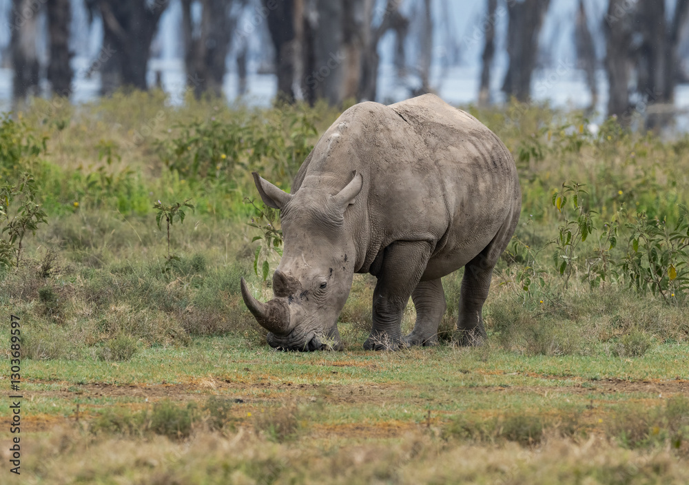 White rhino grazing in grassland, its rugged hide covered in mud White rhino grazing in grassland, its rugged hide covered in mud