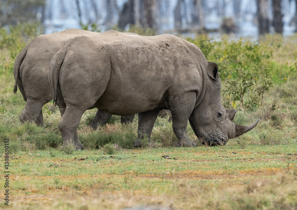 White rhinos grazing in grassland, its rugged hide covered in mud White rhinos grazing in grassland, its rugged hide covered in mud