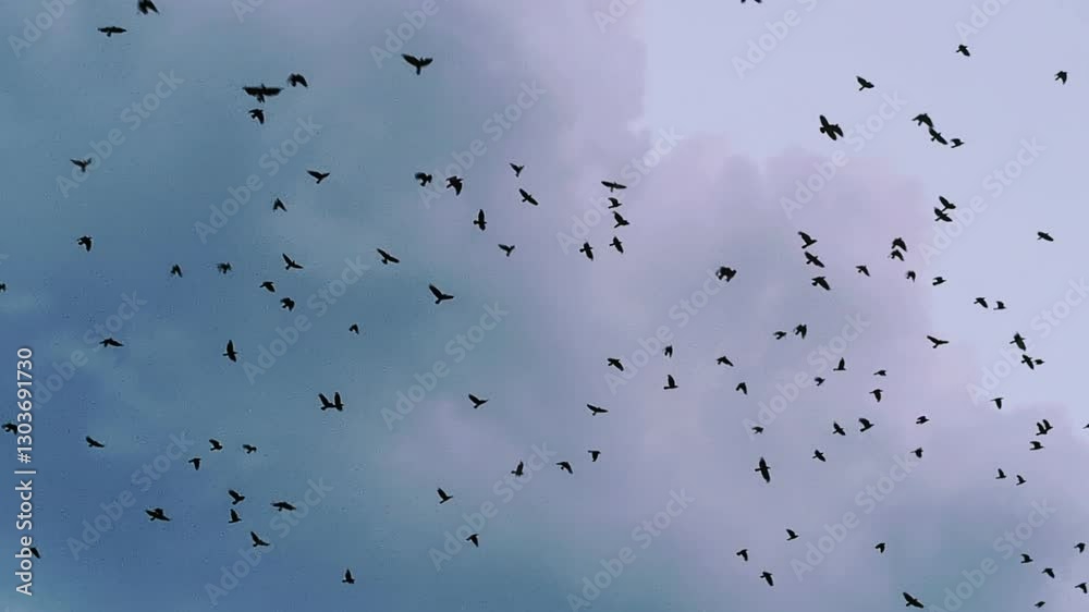 Sur fond de nuages cumulus, une volée d’oiseaux plane au-dessus de la ville.
