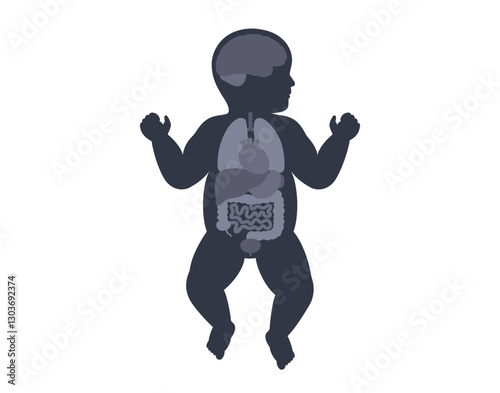 Human internal organs