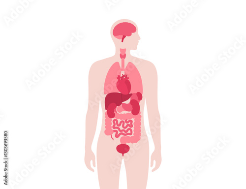 Human internal organs