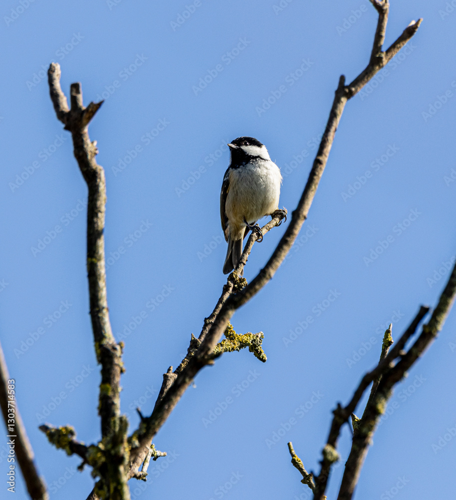Coal tit, British bird on a branch. Coal tit, British bird on a branch.