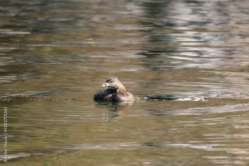 Fototapeta premium Pied billed grebe swimming in a lake
