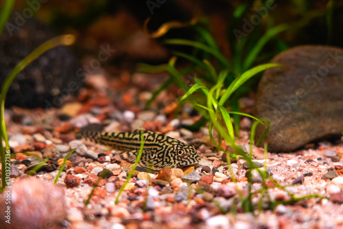 Bild auf Leinwand Tiger Hillstream Loach, Sewellia lineolata river asia suckermouth fisch