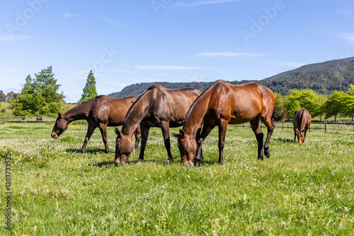Polo Ponies in a Field