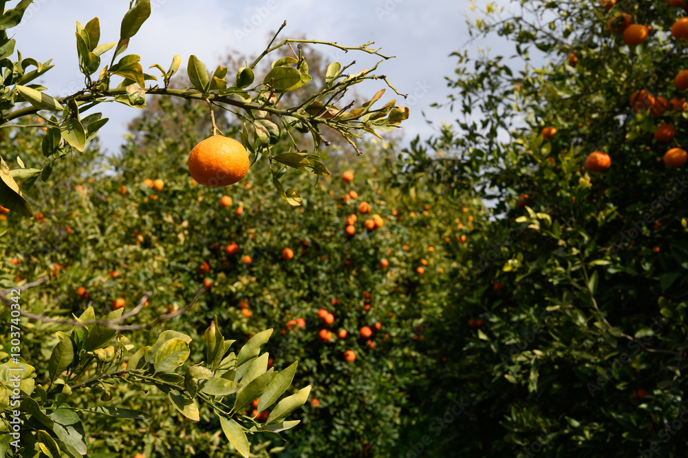 Vibrant orange trees full of ripe fruit basking in the warm sunlight of a late afternoon orchard Vibrant orange trees full of ripe fruit basking in the warm sunlight of a late afternoon orchard