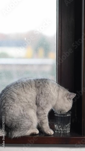 Gray cat sits in front of glass of water on wooden windowsill,drinks water and licks itself animal behavior concept,how to teach cat to drink enough water,put bowl of water near the sleeping place,