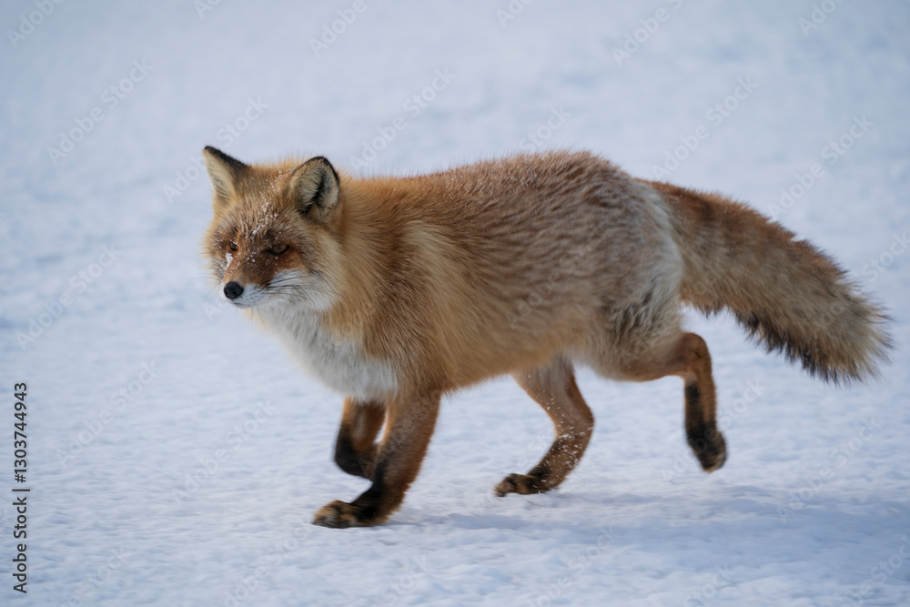 Naklejka premium Red fox