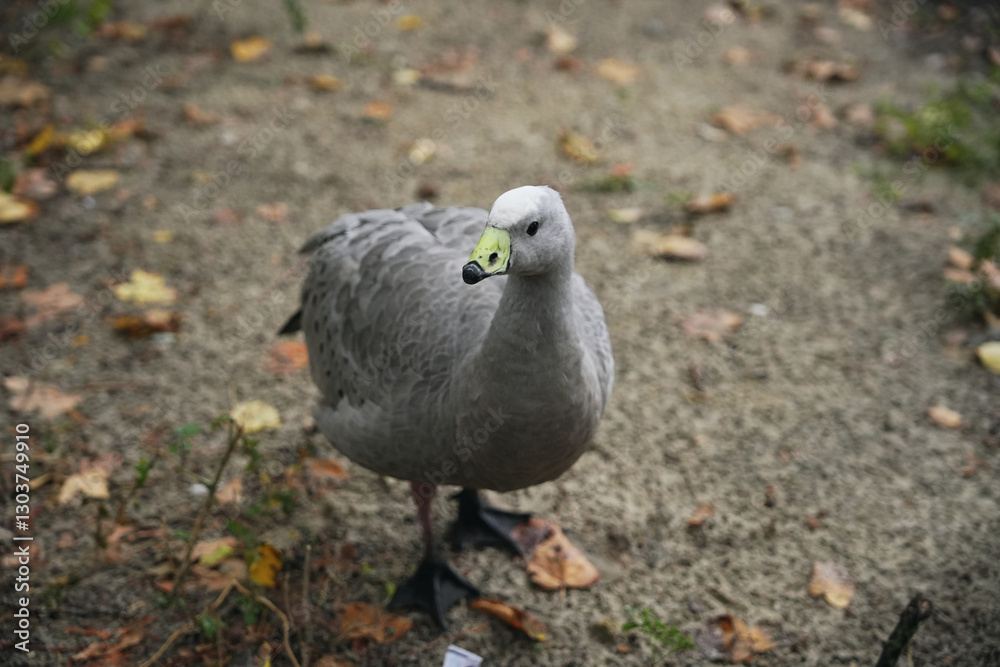Fototapeta premium Seagull exploring a sandy area surrounded by autumn leaves by the water