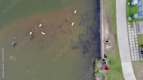 aerial top down drone shot of flamingos and people feeding fishes at a lake 