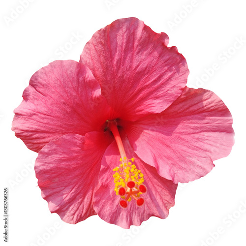 Wallpaper Mural red hibiscus flower stock photo Torontodigital.ca