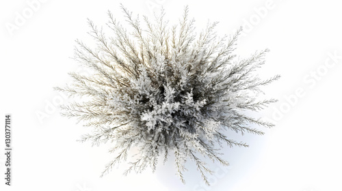 Littile bluestem with transparent background, 3d rendering, for illustration, digital composition, architecture visualization from top view. Flourish - Tree. Illustration