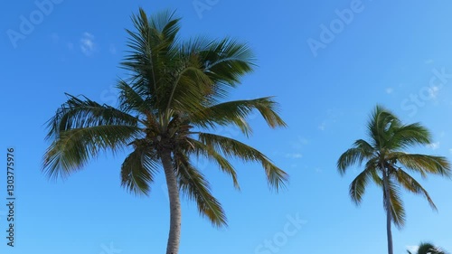 Wallpaper Mural Top of palm tree with sky and clouds. Travel destinations. Summer vacations Torontodigital.ca