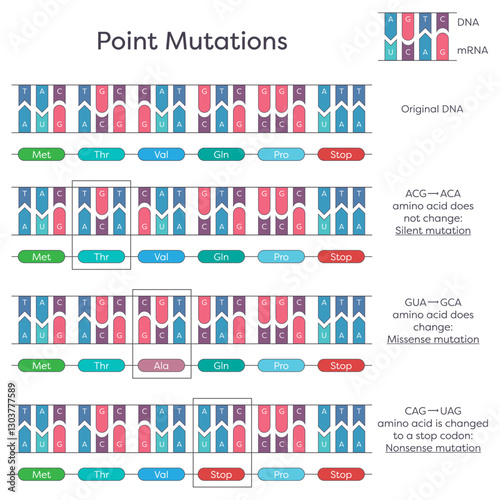 DNA substitution, deletion, and insertion point mutations diagram