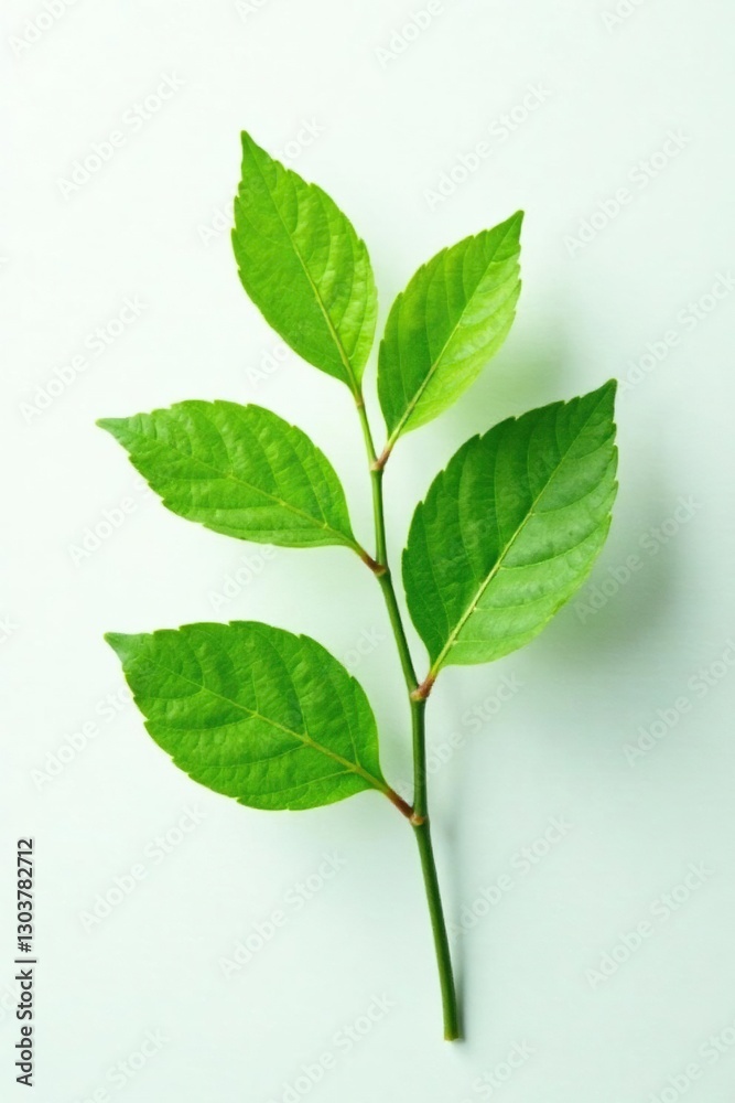 Obraz premium Leafy branch with green foliage against white background, nature, plants, green