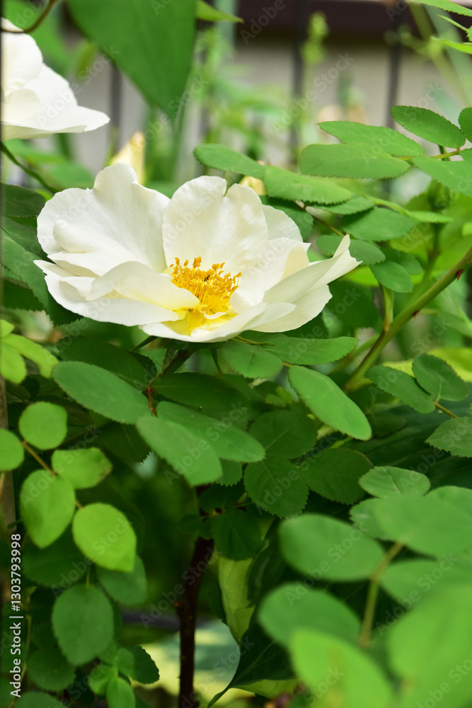 バラ ネヴァダの花 バラ ネヴァダの花