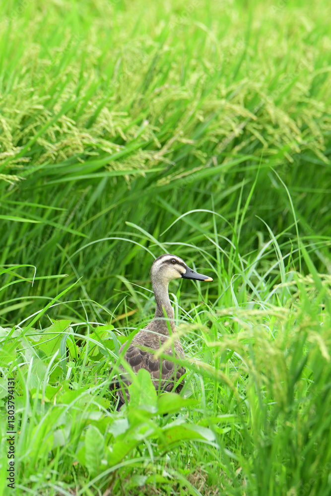 夏の田んぼのカルガモ 夏の田んぼのカルガモ