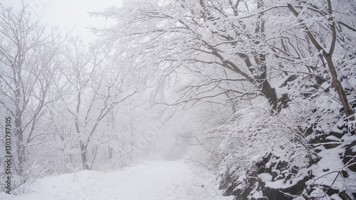 Wallpaper Mural Winter snow flower scenery of Gajisan Mountain in Korea Torontodigital.ca