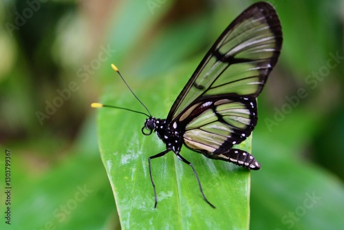 butterfly on leaf
