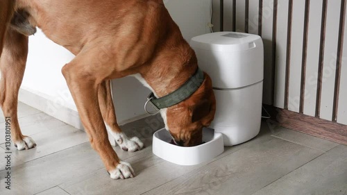 A mixed breed dog feeding at an automatic dog feeder. The dog is eating concentrated