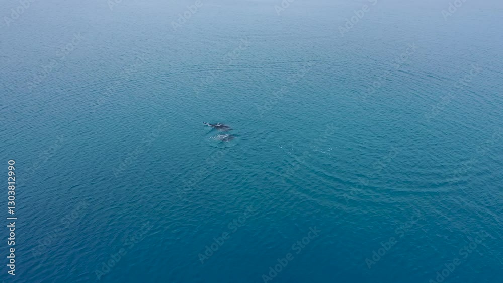 One of the biggest atoll in the world. Fakarava islands and its marine life.Atoll near Tahiti in French Polynesia. Two reef manta rays are swimming near the surface.Mantas are mating near the surface. One of the biggest atoll in the world. Fakarava islands and its marine life.Atoll near Tahiti in French Polynesia. Two reef manta rays are swimming near the surface.Mantas are mating near the surface.