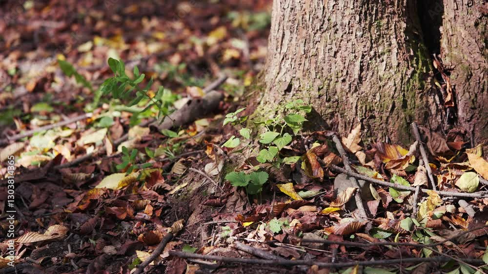 Autumn mountain plants in Northeast China Autumn mountain plants in Northeast China