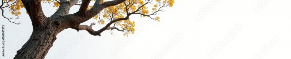 Tree with gnarled branches against a clean and bright white surface, branch, tree, natural Tree with gnarled branches against a clean and bright white surface, branch, tree, natural