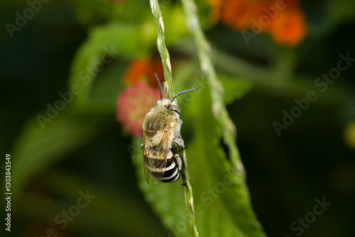 Bilde på lerret bee, likely a type of Amegilla or Anthophora bee, perched on a plant stem