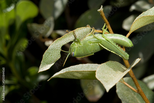 green grasshopper on a leaf, Anacridium aegyptium, the Egyptian grasshopper or Egyptian locust, is a species of insect belonging to the subfamily Cyrtacanthacridinae. photo