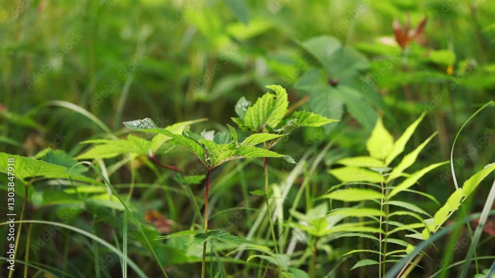 Autumn mountain plants in Northeast China Autumn mountain plants in Northeast China