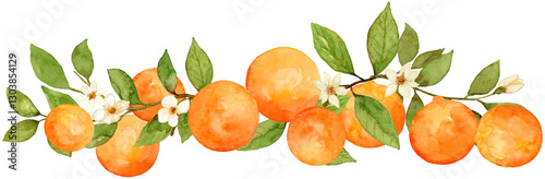 Orange watercolor floral flower long fruit vine composition hand drawn and painted on isolated background. Citrus frame and border