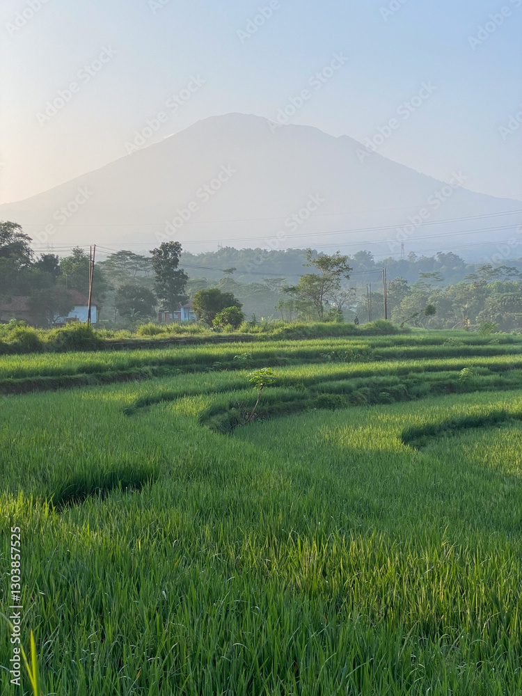 Fototapeta premium rice terraces in the morning