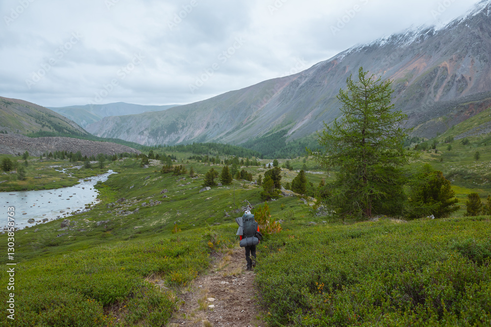 Man with big backpack goins along trail in mountain valley among sparse conifer trees in rainy weather. Backpacker on way in open forest in mountains under grey cloudy sky. Lush green alpine flora. Man with big backpack goins along trail in mountain valley among sparse conifer trees in rainy weather. Backpacker on way in open forest in mountains under grey cloudy sky. Lush green alpine flora.