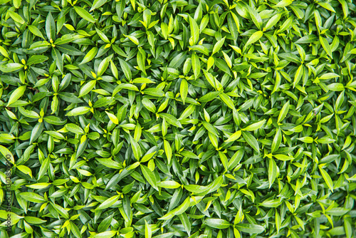 green leaf of shrub as back...