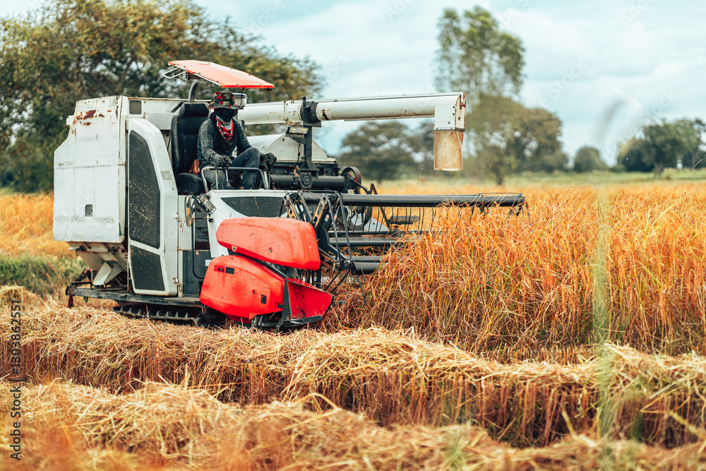 Combine the task of harvesting rice and cutting it in an early morning field in rural farmland. Combine the task of harvesting rice and cutting it in an early morning field in rural farmland.