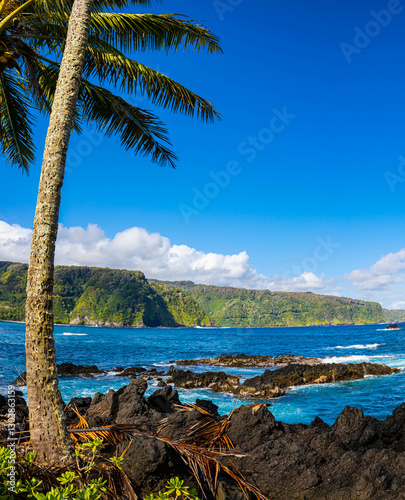 Palm Trees on The Volcanic Shoreline of Nua' Ailua Bay, Keanae, Maui, Hawaii, USA photo